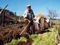 /album/sentimentos-por-imagem-/agricultura-trabalhadores-jpg/